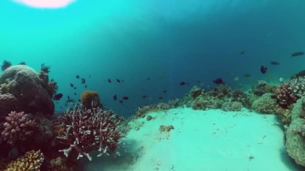 Korallenriffe und tropische Fische. Panglao, Philippinen. — Stockvideo