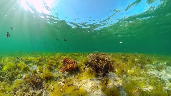 산호초와 열대어입니다. 필리핀, 보홀. — 스톡 사진