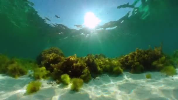 Rafa koralowa z rybami pod wodą. Bohol, Filipiny. — Wideo stockowe