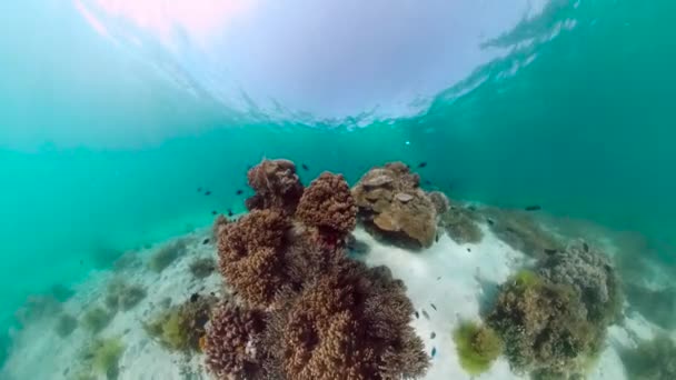 Récif corallien et poissons tropicaux. Panglao, Philippines. — Video