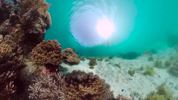 Recifes de corais e peixes tropicais subaquáticos. Bohol, Panglao, Filipinas. — Vídeo de Stock