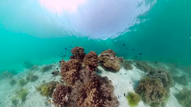 Korallzátony halakkal a víz alatt. Bohol, Fülöp-szigetek. — Stock videók