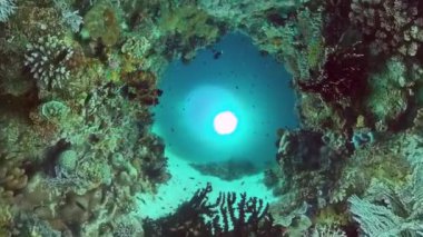 Mercan kayalıkları ve tropikal balıklar. Panglao, Filipinler.