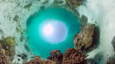 Mercan kayalıkları ve tropikal balıklar. Bohol, Filipinler.