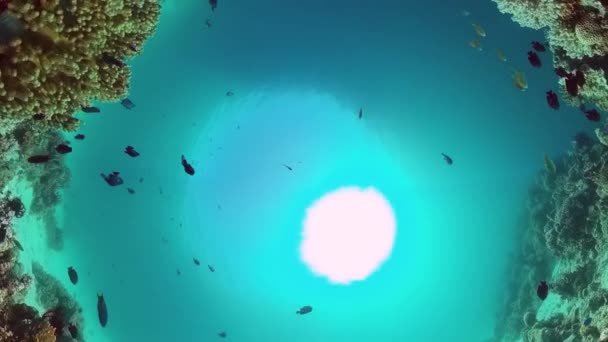 Ο υποβρύχιος κόσμος ενός κοραλλιογενή υφάλου. Panglao, Φιλιππίνες. — Αρχείο Βίντεο