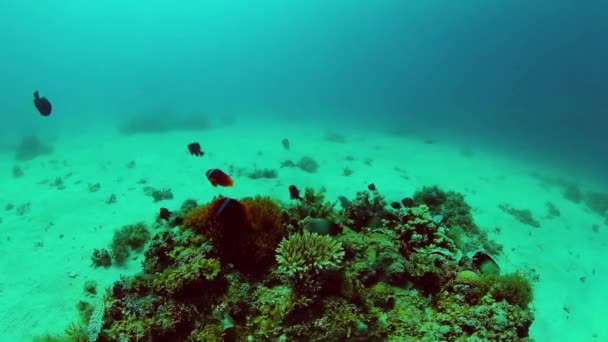 Mercan resiflerinin sualtı dünyası. Panglao, Filipinler. — Stok video