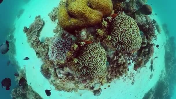 Arrecife de coral y peces tropicales. Panglao, Filipinas. — Vídeos de Stock