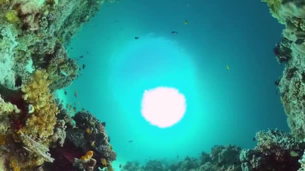 珊瑚礁和热带鱼。Panglao，菲律宾. — 图库视频影像