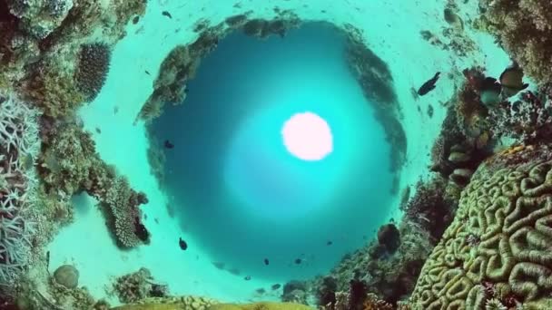 Коралловый риф с рыбой под водой. Феодосия, Филиппины. — стоковое видео