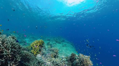 Mercan resiflerinin sualtı dünyası. Panglao, Filipinler.