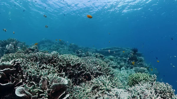 Arrecife de coral y peces tropicales. Panglao, Filipinas. — Foto de Stock
