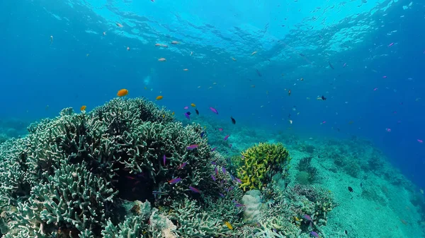 Korálové útesy a tropické ryby. Panglao, Filipíny. — Stock fotografie