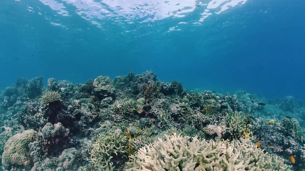 Arrecife de coral y peces tropicales bajo el agua. Bohol, Panglao, Filipinas. — Foto de Stock