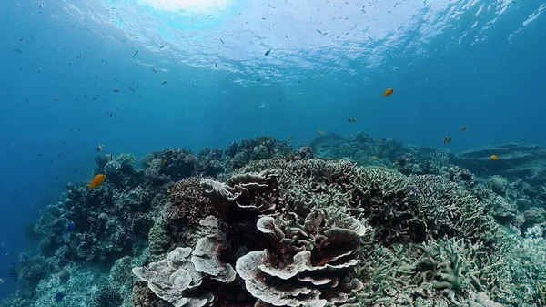 Arrecife de coral con peces bajo el agua. Bohol, Filipinas. — Foto de Stock