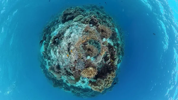 Підводний світ коралових рифів. Панглао (Філіппіни). — стокове фото