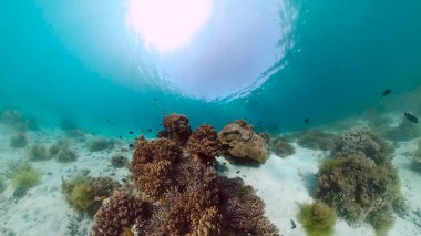 Mercan kayalıkları ve tropikal balıklar. Panglao, Filipinler.