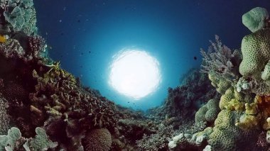 Mercan kayalıkları ve tropikal balıklar. Bohol, Filipinler.