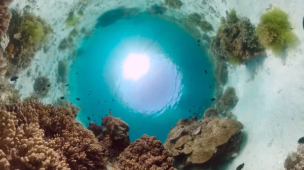 Récif corallien avec poissons sous-marins. Bohol, Philippines. — Photo