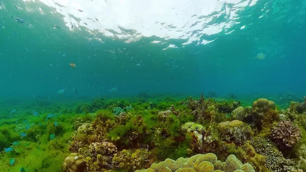 Arrecife de coral y peces tropicales bajo el agua. Bohol, Panglao, Filipinas. — Foto de Stock