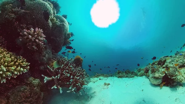 Rafa koralowa i tropikalne ryby. Panglao, Filipiny. — Zdjęcie stockowe