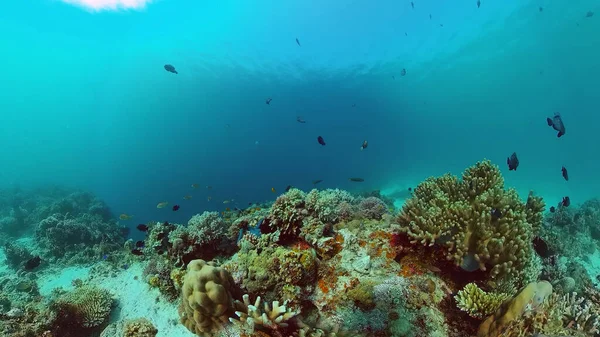 Le monde sous-marin d'un récif corallien. Panglao, Philippines. — Photo