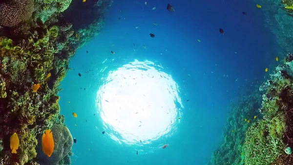 El mundo submarino de un arrecife de coral. Panglao, Filipinas. —  Fotos de Stock