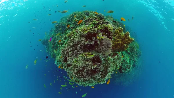 Undervattensvärlden av ett korallrev. Panglao, Filippinerna. — Stockfoto