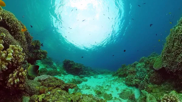 Κοραλλιογενή ύφαλο και τροπικά ψάρια. Bohol, Φιλιππίνες. — Φωτογραφία Αρχείου