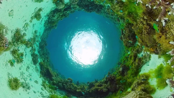 Recifes de corais e peixes tropicais subaquáticos. Bohol, Panglao, Filipinas. — Fotografia de Stock