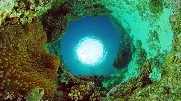 Arrecife de coral con peces bajo el agua. Bohol, Filipinas. —  Fotos de Stock