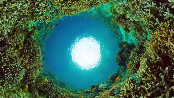 Korálové útesy a tropické ryby. Panglao, Filipíny. — Stock fotografie