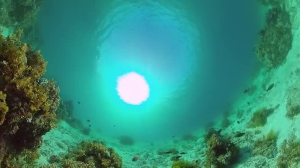 Il mondo sottomarino di una barriera corallina. Panglao, Filippine. — Video Stock