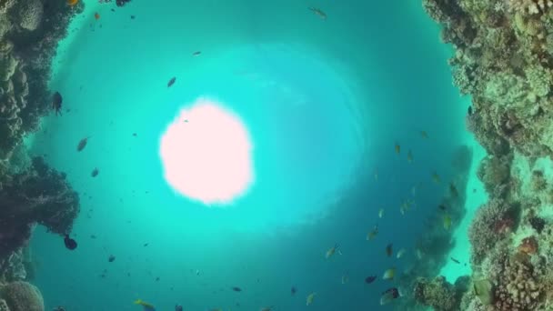Koraalrif met vis onder water. Bohol, Filipijnen. — Stockvideo
