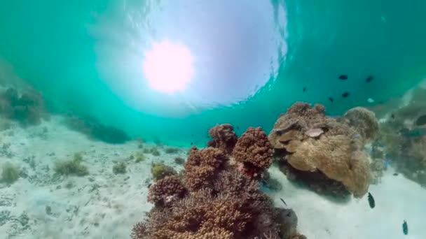 Arrecife de coral y peces tropicales bajo el agua. Bohol, Panglao, Filipinas. — Vídeos de Stock