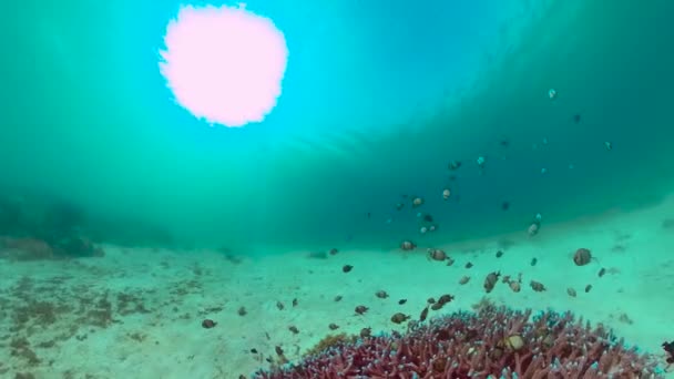 Arrecife de coral y peces tropicales. Panglao, Filipinas. — Vídeos de Stock