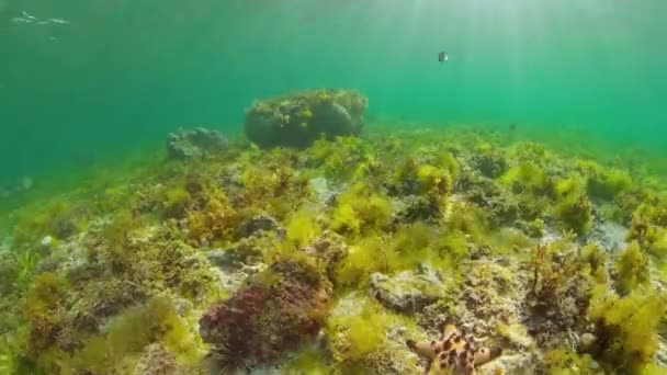 Mercan resifi ve tropikal balıklar su altında. Bohol, Panglao, Filipinler. — Stok video