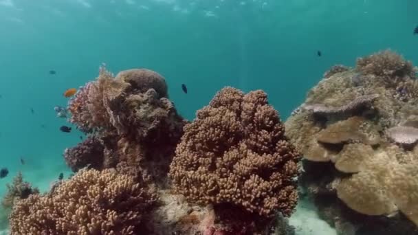 Korallenriffe und tropische Fische. Panglao, Philippinen. — Stockvideo