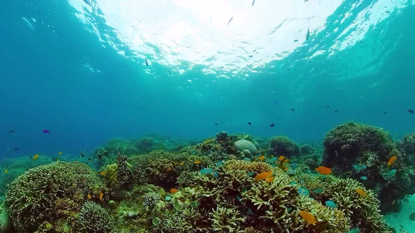 Koraalrif met vis onder water. Bohol, Filipijnen. — Stockfoto