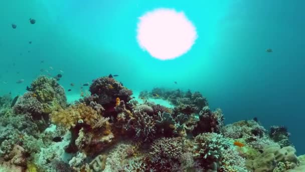 Коралловый риф и тропические рыбы под водой. Феодосия, Панглао, Филиппины. — стоковое видео