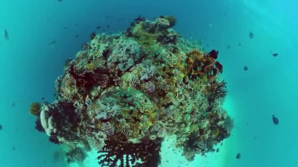Koraalrif met vis onder water. Bohol, Filipijnen. — Stockvideo