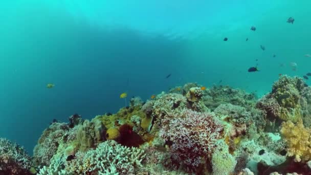 Récif corallien et poissons tropicaux. Bohol, Philippines. — Video