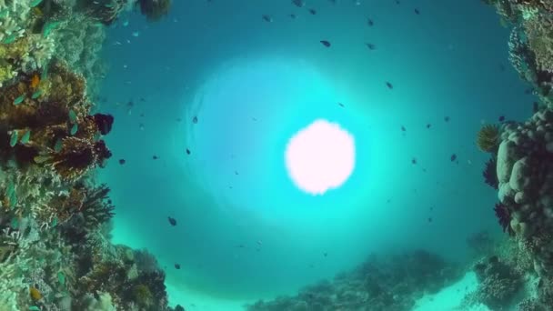 산호초와 열대어입니다. 필리핀, 팡 글 라오. — 비디오