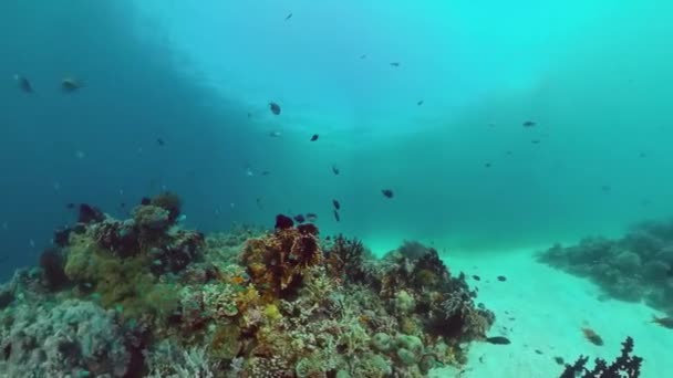 Récif corallien et poissons tropicaux sous-marins. Panglao, Philippines. — Video