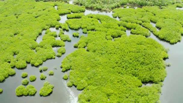 Luchtfoto van Mangrove bos en rivier. — Stockvideo