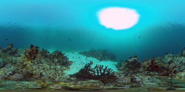 Bir mercan resifinin sualtı dünyası 360VR.