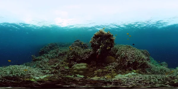 Κοραλλιογενής ύφαλος με ψάρια κάτω από το νερό. Panglao, Φιλιππίνες — Φωτογραφία Αρχείου