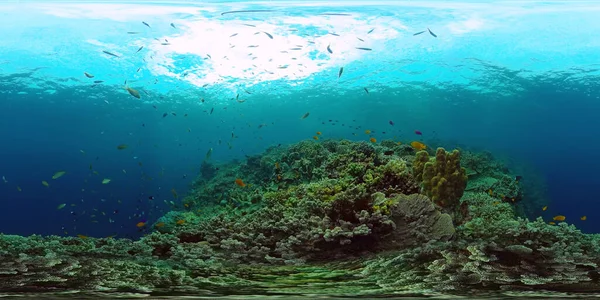 El mundo submarino de un arrecife de coral 360VR. —  Fotos de Stock