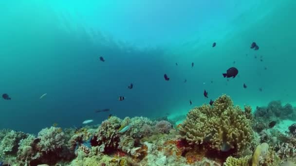 Recifes de corais e peixes tropicais subaquáticos. Panglao, Filipinas. — Vídeo de Stock