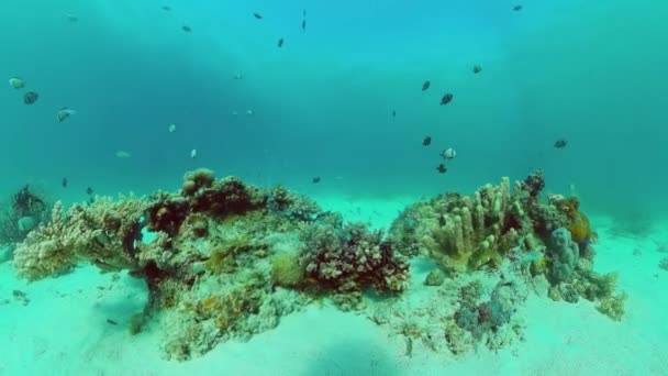 Arrecife de coral y peces tropicales bajo el agua. Bohol, Panglao, Filipinas. — Vídeos de Stock