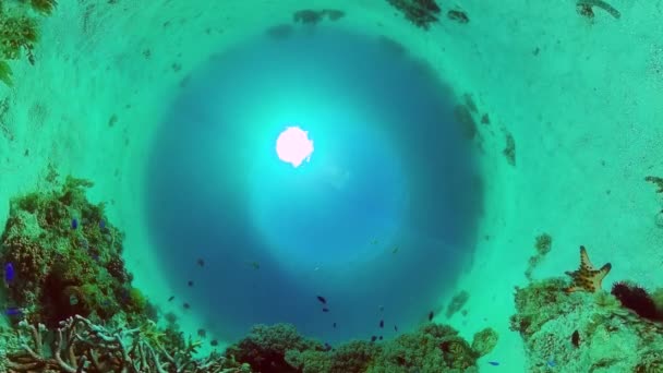 Undervattensvärlden av ett korallrev. Panglao, Filippinerna. — Stockvideo